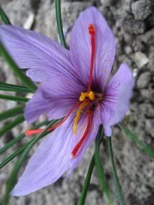 Crocus Sativus. By Liné1 (Picture taken with my IXUS 800 IS) [GFDL or CC BY-SA 3.0], via Wikimedia Commons