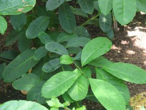 Yerba Mate Leaves CC BY-SA 3.0, https://commons.wikimedia.org/w/index.php?curid=157220