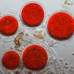 Haematococcus pluvialis