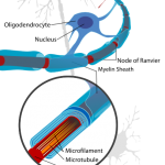 Neuron_with_oligodendrocyte_and_myelin_sheath