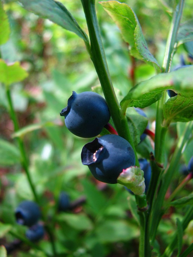 Bilberry for Vision Supplements in Review