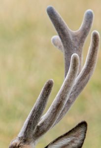 Deer antler, velvet antler. By Jazzix (Own work) [CC BY-SA 4.0], via Wikimedia Commons