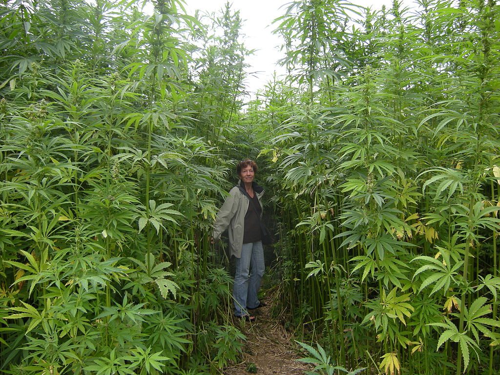 French hemp field.