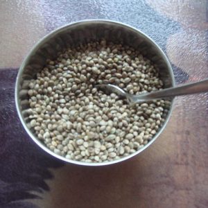 Hemp seed. By Kurt Stüber [GFDL], via Wikimedia Commons