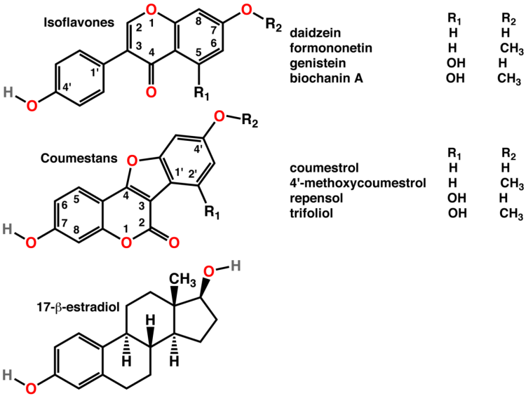 Soy Protein Supplements in Review