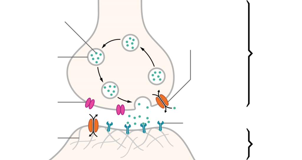 neuron synapse