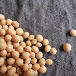 soybeans-182295_640