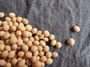 soybeans-182295_640