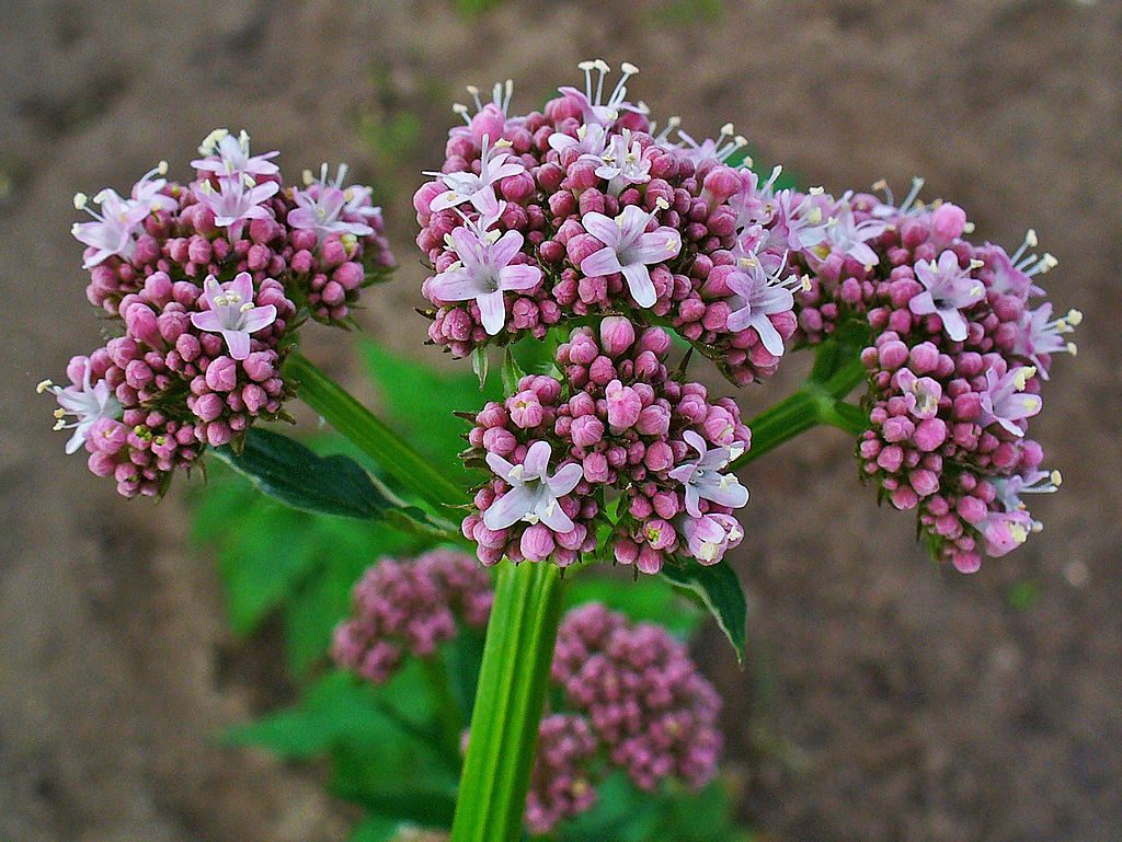 1024px-valeriana_officinalis_002