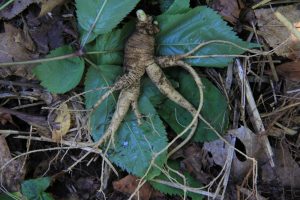 Ginseng root.