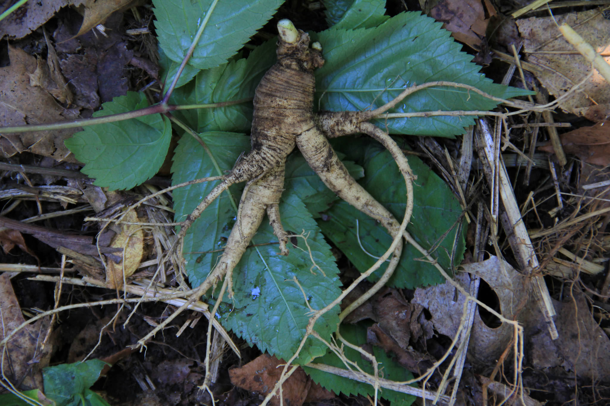 Ginseng for Energy - Supplements in Review