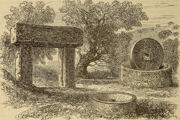 Olive tree and oil press as alluded to in Exodus and 1 Kings of the Bible. By Internet Archive Book Images [No restrictions], via Wikimedia Commons