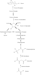 Gluconeogenesis pathway. Unused0026 at English Wikipedia [CC BY-SA 3.0 or GFDL], via Wikimedia Commons