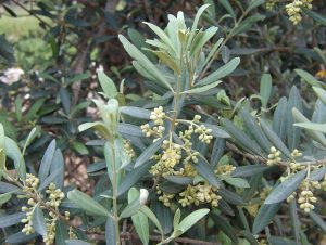 Olive leaves. Sputnikcccp at the English language Wikipedia [GFDL or CC-BY-SA-3.0], via Wikimedia Commons