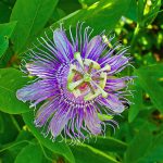passiflora-incarnata-passionflower