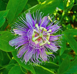 passiflora-incarnata-passionflower