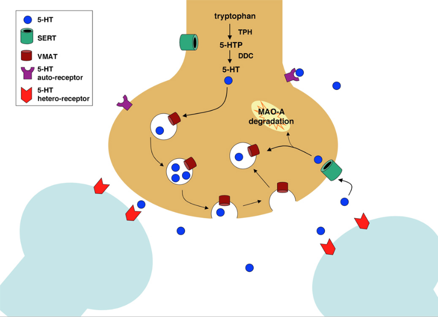 The molecular machinery of serotonin release via 5-HTP.