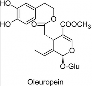 Oleuropein, the chief phenolic compound in olive leaf.