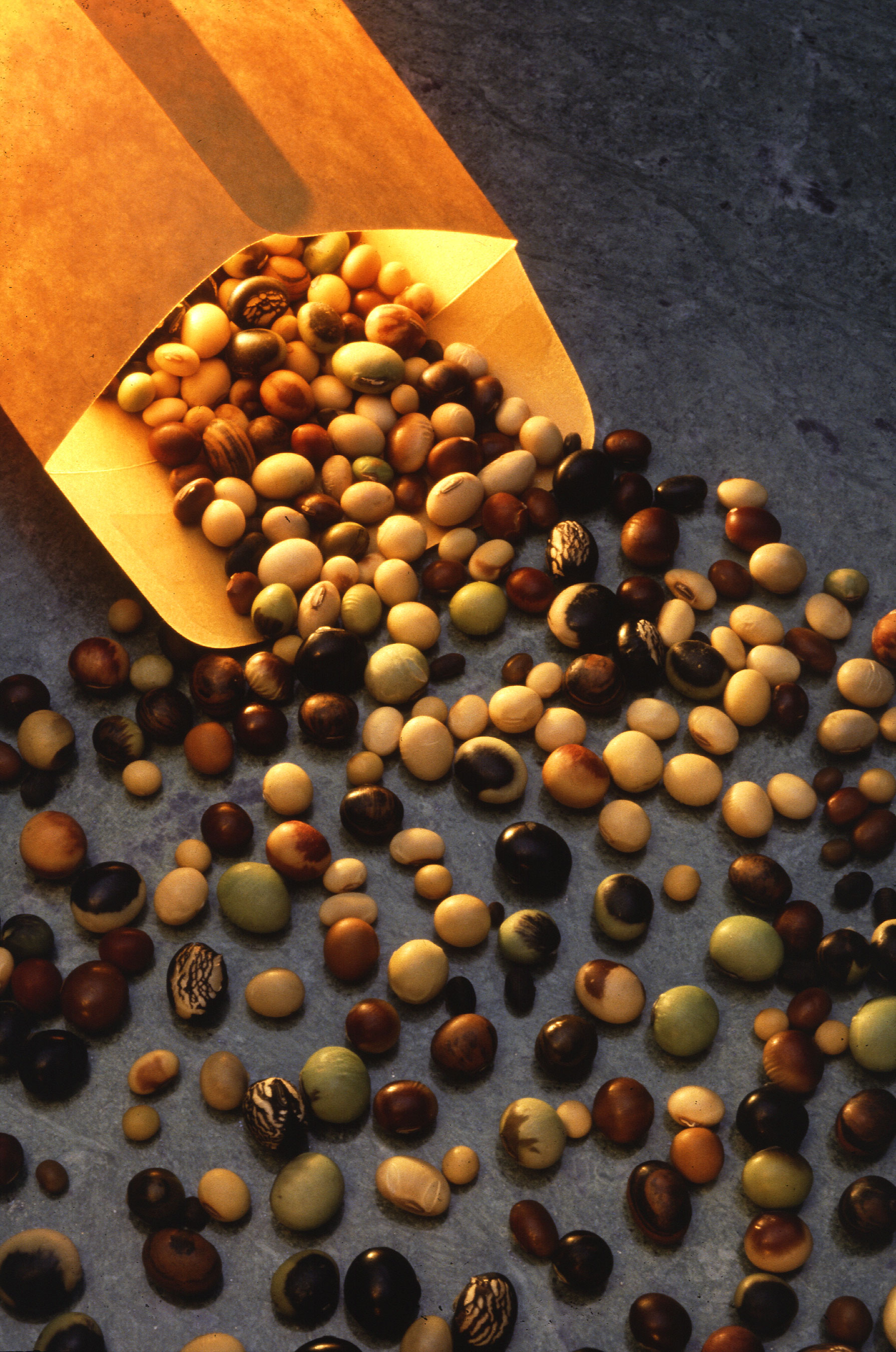 Soybeans are one of the best sources of leucine. By Scott Bauer (USDA Image Number K5267-7) [Public domain], via Wikimedia Commons
