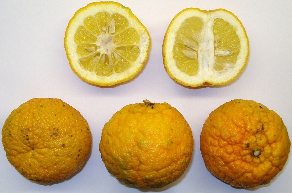 Bitter orange fruit.