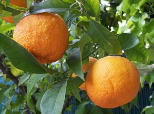 bitter-orange-fruit
