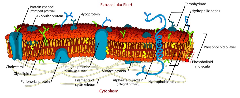 Phosphatidylcholine accounts for roughly 50% of the phospholipids that make up cell membranes.
