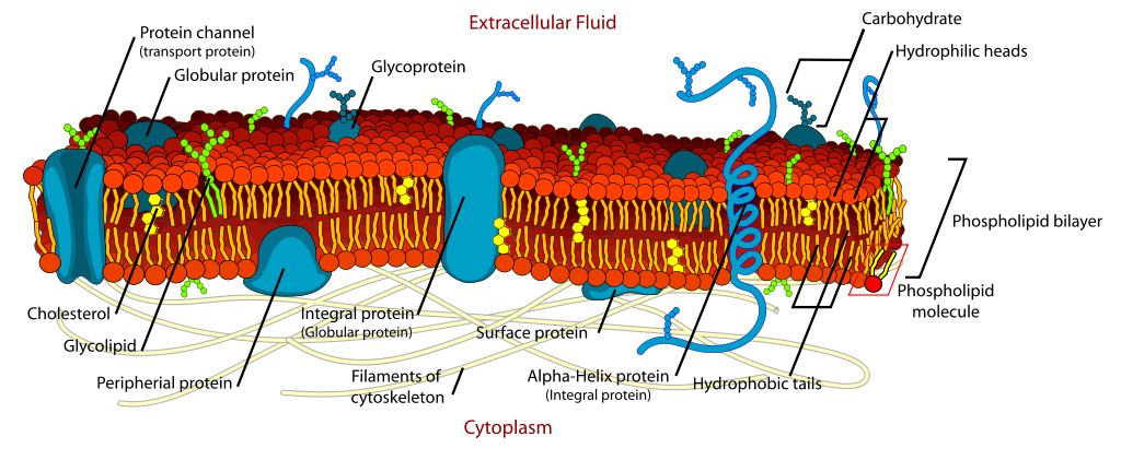 Image result for phosphatidylcholine