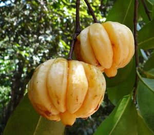 garcinia cambogia fruit.