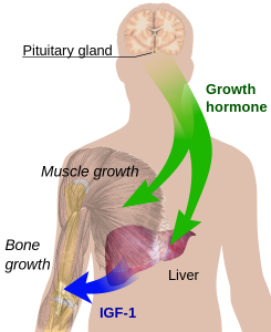 growth-hormone-effects-and-function