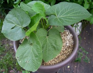 kava-plant