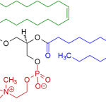 phosphatidylcholine