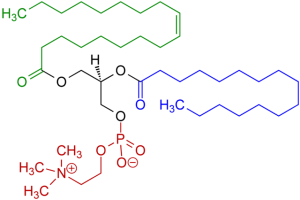 phosphatidylcholine