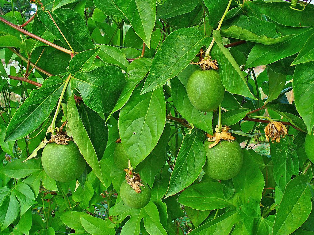 Like most passionflower species, Passiflora incarnata has edible fruit.