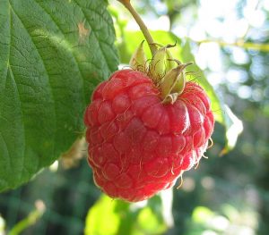 raspberry-red