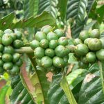 raw-green-coffee-beans