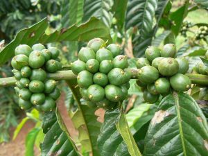 Untouched green coffee beans.