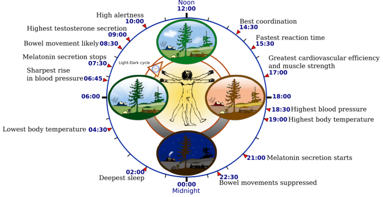 Biological clock in humans. By NoNameGYassineMrabetTalk✉ fixed by Addicted04 [GFDL or CC BY-SA 3.0], via Wikimedia Commons