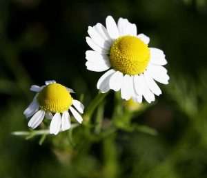 Chamomile. fir0002 | flagstaffotos.com.au [GFDL 1.2], via Wikimedia Commons