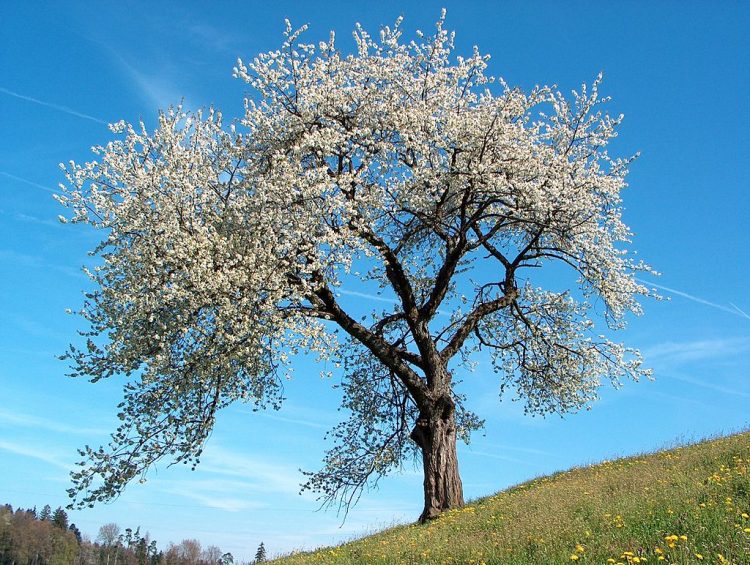Tart cherry tree. By Benjamin Gimmel, BenHur (Own work) [GFDL or CC-BY-SA-3.0], via Wikimedia Commons