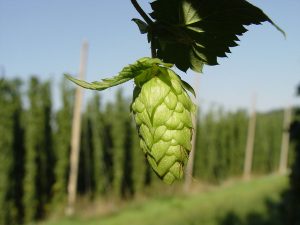 Hops are the flowers, or seed cones, of the hop plant. By No machine-readable author provided. LuckyStarr assumed (based on copyright claims). [GFDL, CC-BY-SA-3.0 or CC BY 2.5], via Wikimedia Commons