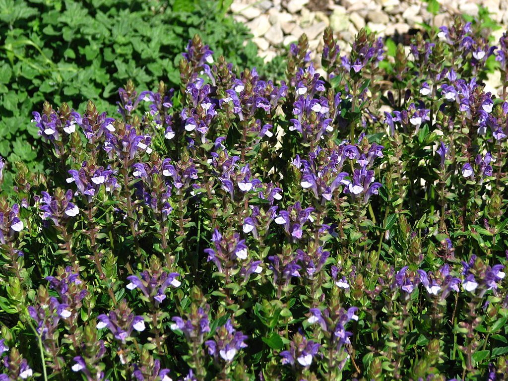 Chinese skullcap.