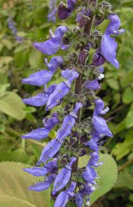 Plectranthus barbatus