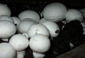 agaricus_bisporus_mushroom