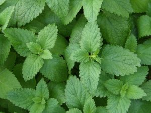 Lemon balm. By Broly0 (Own work) [CC0], via Wikimedia Commons