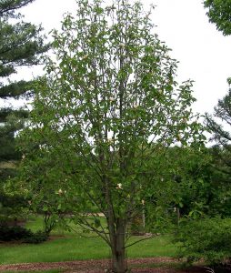 magnolia-officinalis-tree