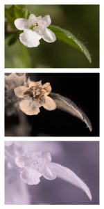 Lemon Balm flower in visible light (top), ultraviolet (middle), and infrared (bottom). By Dave Kennard (Own work) [CC BY 3.0], via Wikimedia Commons