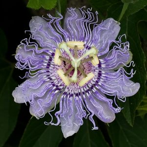 Passionflower. By {{{Photo by: Oliver P. Quillia}}} (Own work) [CC BY 3.0], via Wikimedia Commons