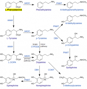 phenylalanine-biosynthesis-pathways