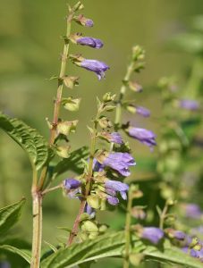 scutellaria-lateriflora-blue-american-sku-llcap