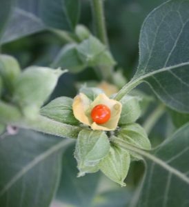 ashwagandha-plant-and-fruit